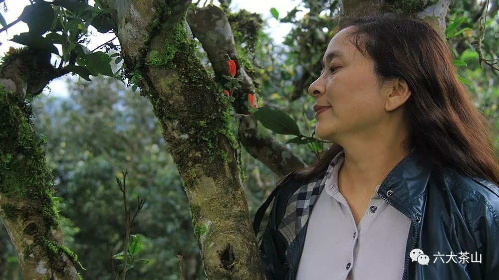 &ldquo;一紙調(diào)令&rdquo;開(kāi)啟勐海茶廠普洱茶時(shí)代